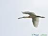 Uccelli ciconiiformi 08 - Spatola.jpg